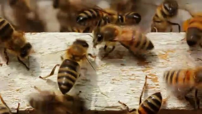 蜂巢入口处蜜蜂的宏观拍摄
