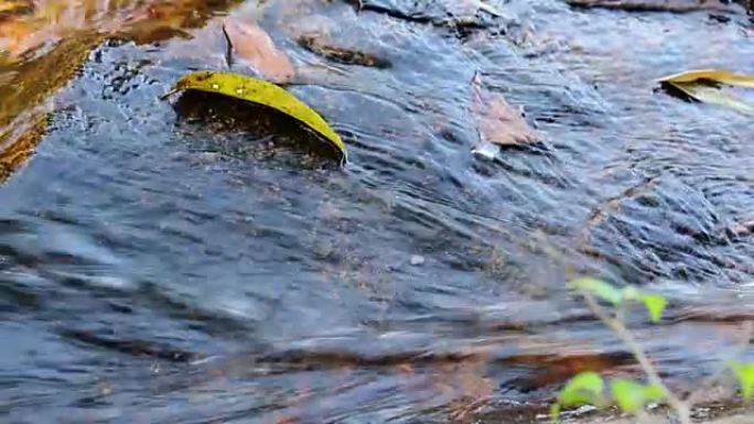 森林山溪中的秋天。树叶漂浮在丛林溪流中。水流过石头。