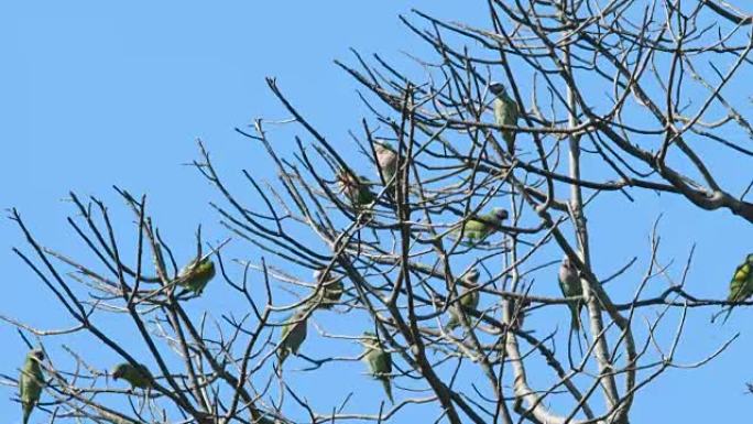 一群鹦鹉坐在树上