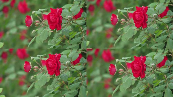 自然界中生长的狗玫瑰 (玫瑰果) 花