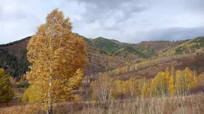 阿尔泰山桦树秋景