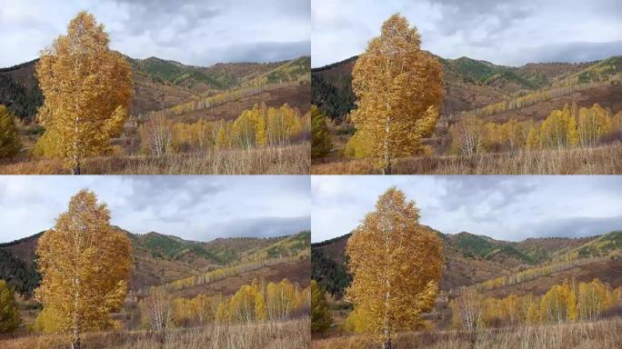 阿尔泰山桦树秋景