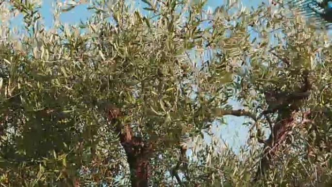 使用伸缩电机从树上采摘橄榄