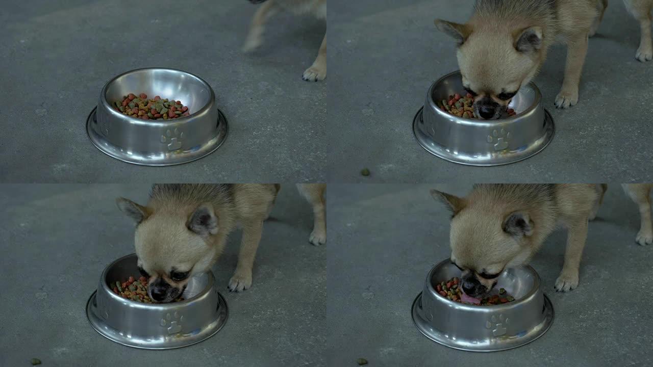 美丽的小狗吃干粮