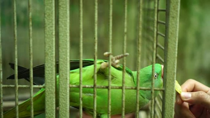 笼中的鹦鹉鸟: 4k