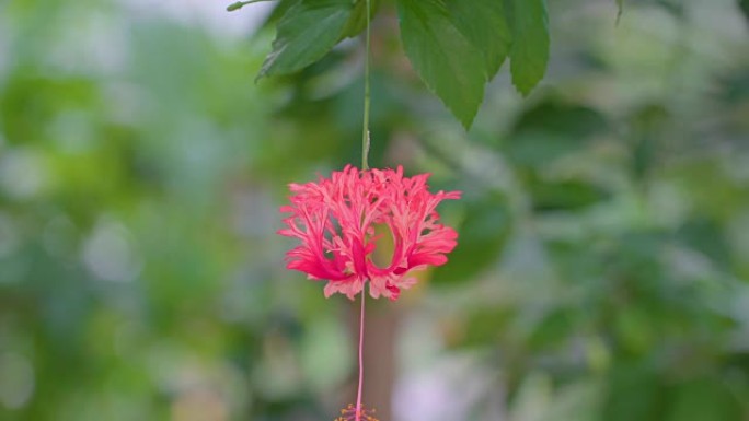 朱槿的红花