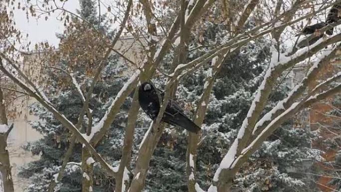 鸟rook坐在树枝上，雪从天而降