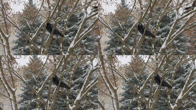 鸟rook坐在树枝上，雪从天而降