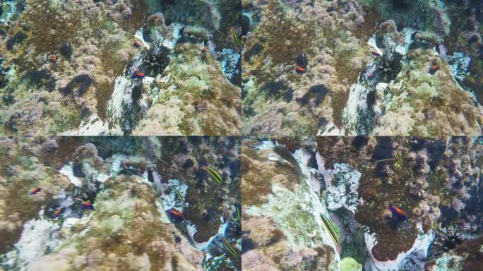 圣克里斯托瓦尔岛附近的踢脚石的环尾雀鲷