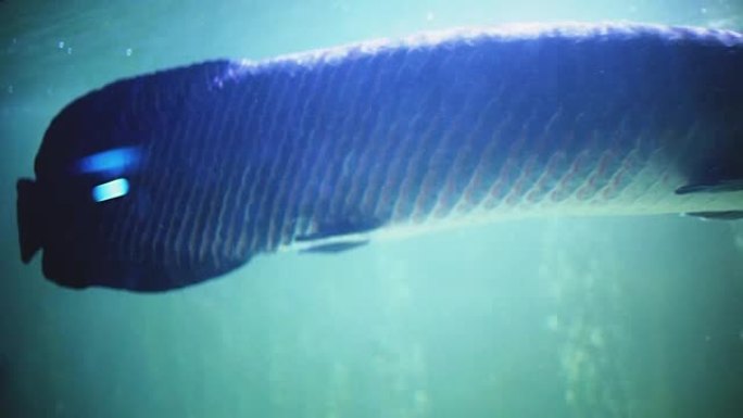 在蓝色水族馆游泳的热带鱼。1920x1080。高清