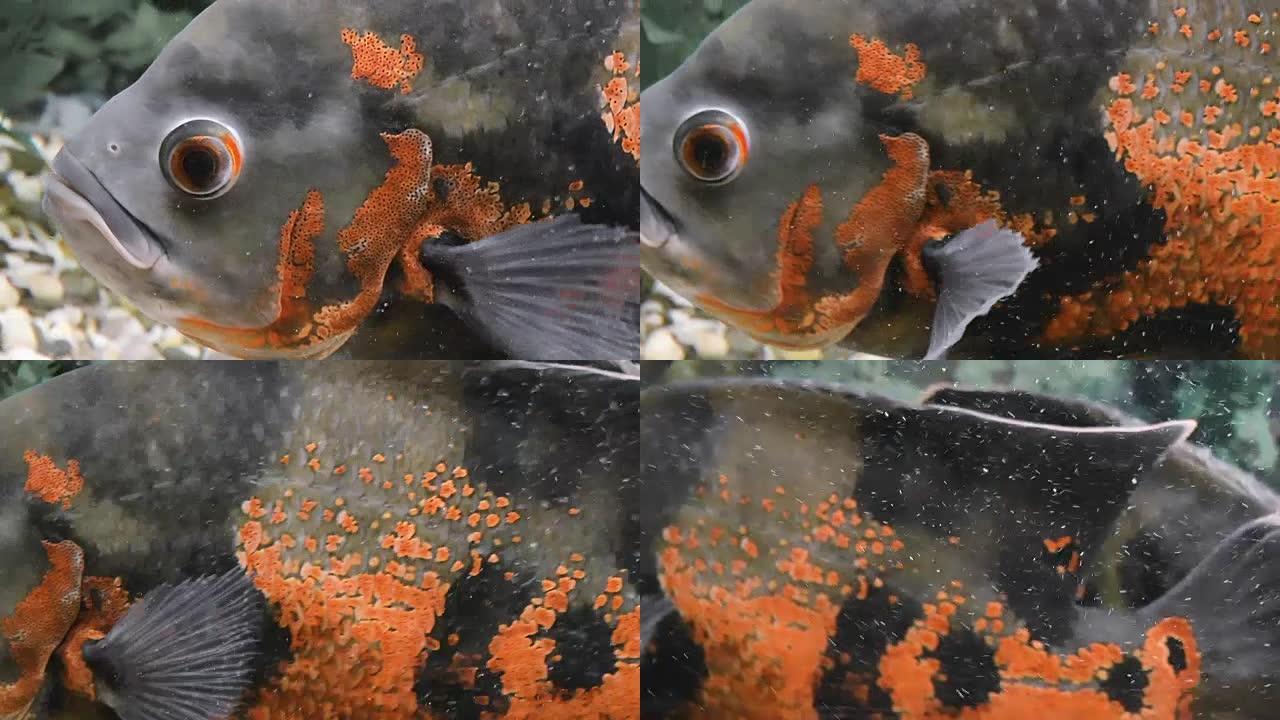 水族馆鱼-Astronotus