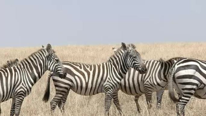 马赛马拉 (masai mara) 斑马群的中午特写