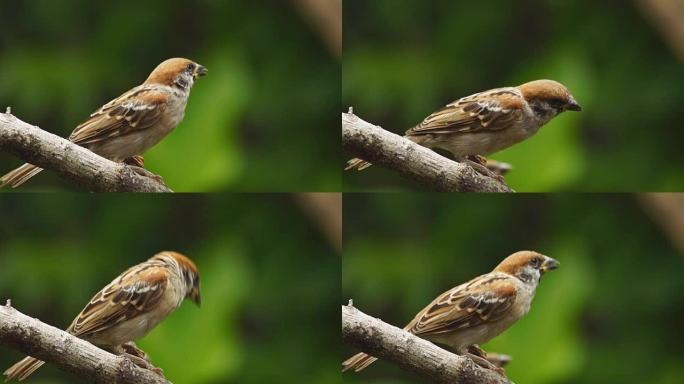 菲律宾玛雅人或欧亚树麻雀或通过人montanus perch on twig