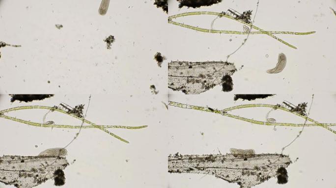 显微镜下纤毛扁虫