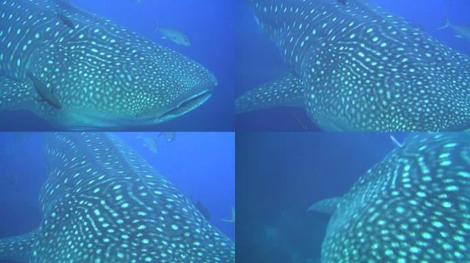 加拉帕戈斯群岛水下景观背景上的大型鲸鲨。