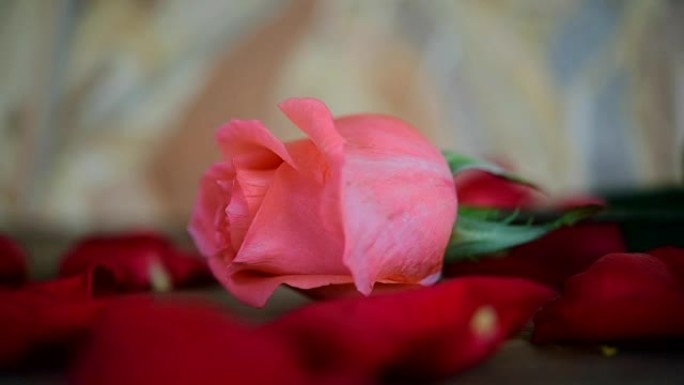 Pink rose flower on wooden floor Valentine's Day
