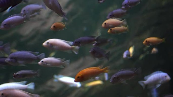 水族馆蓝色水中的异国热带小丑鱼
