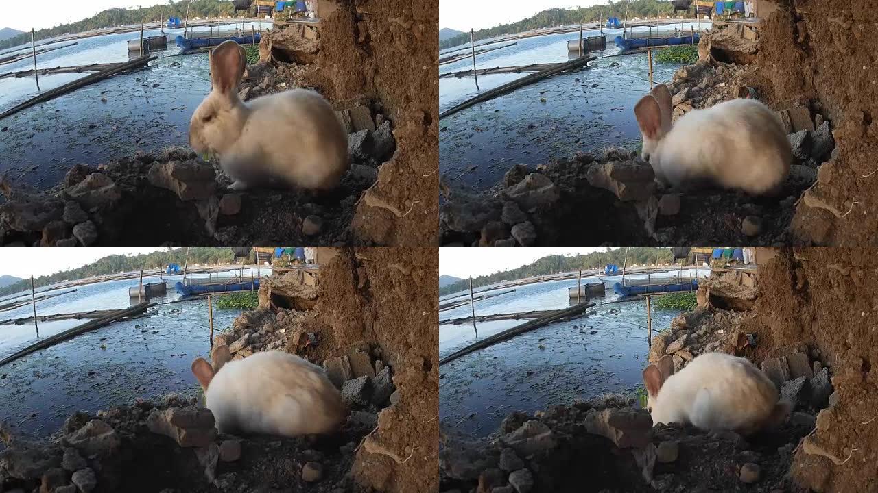 流浪的雄性白兔在湖岸漫游