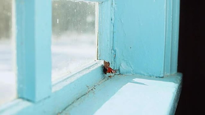 被锁在房子里的孔雀蝴蝶在老房子的窗户上飞舞。
