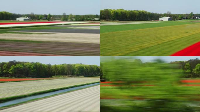 快速火车经过荷兰利斯附近的郁金香场