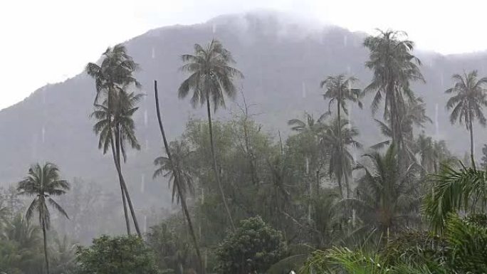 泰国帕甘岛的棕榈树上落下的热带风和雨滴