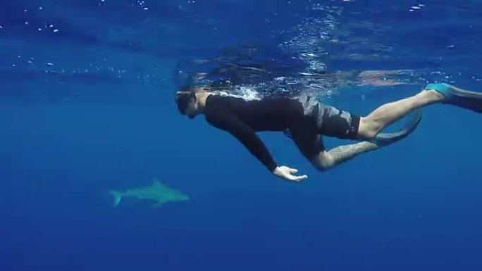 在夏威夷与鲨鱼一起游泳