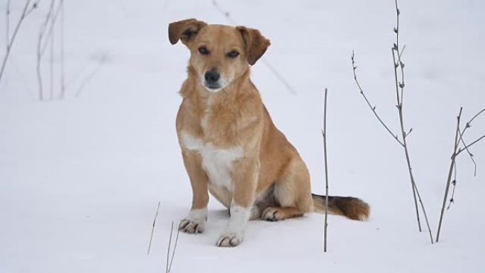 坐在雪地上的红发狗。一只宠物狗坐在户外的雪地上
