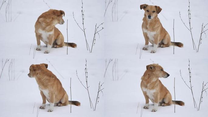 坐在雪地上的红发狗。一只宠物狗坐在户外的雪地上