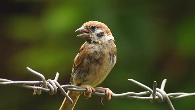 菲律宾玛雅人或欧亚树麻雀或带刺铁丝网上的传递者montanus perch