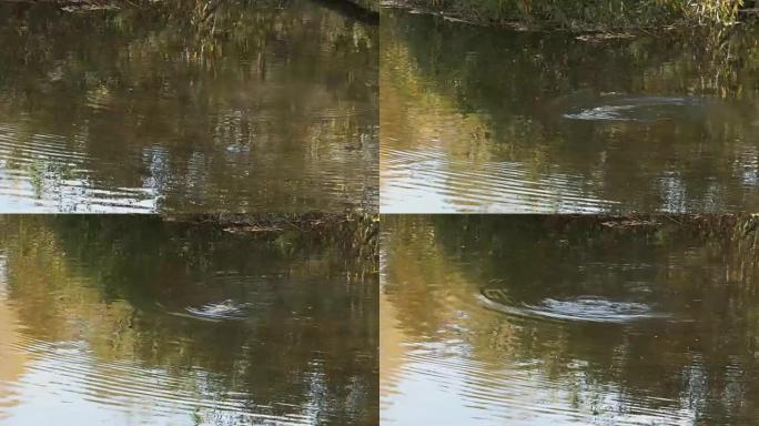 在河中游泳的鸭嘴兽的跟踪镜头