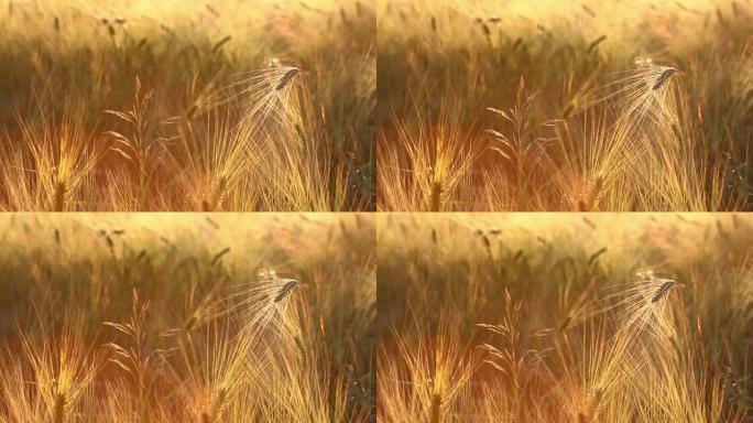 麦田上神奇的金色阳光。小麦作物在田野上闪闪发光，金色的阳光特写。原创高质量视频。