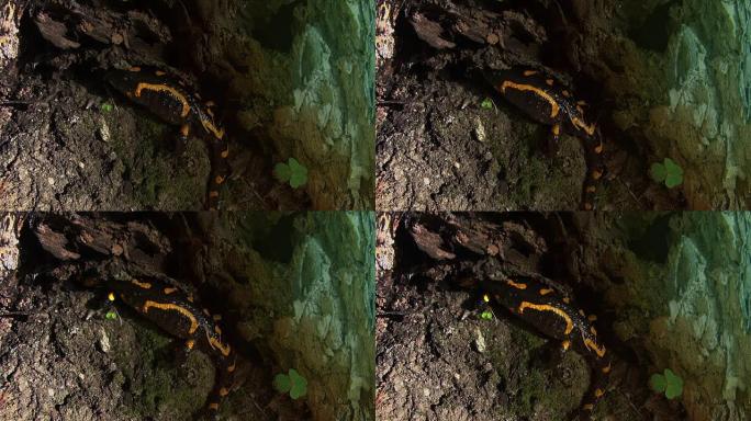 野生森林中的黄斑蝾螈