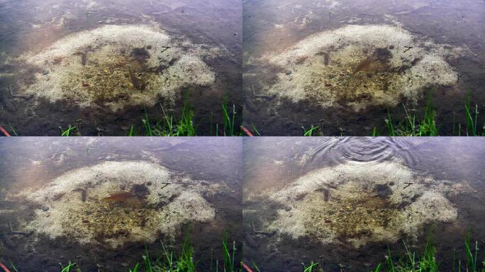 在美国宾夕法尼亚州波科诺斯的池塘中守护巢穴的雄性南瓜籽翻车鱼。延时风格的加速视频