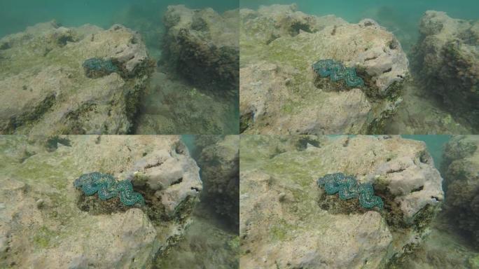 拉罗汤加库克群岛的巨蛤