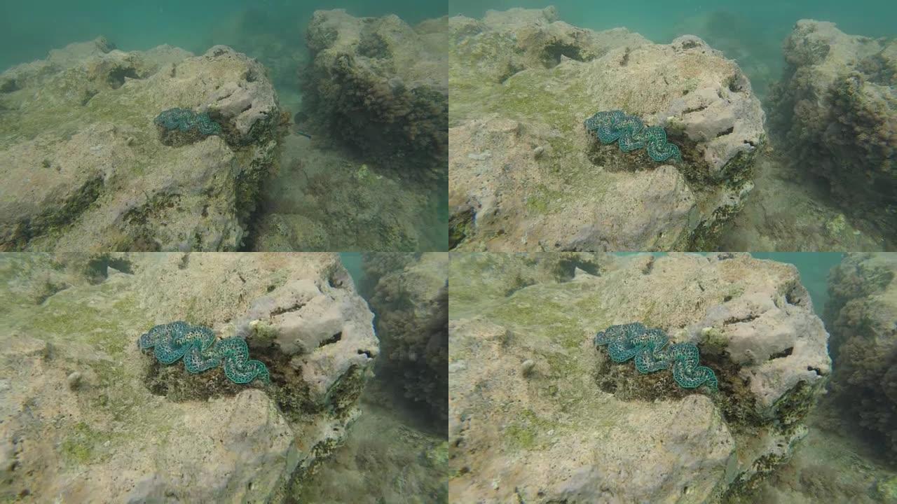拉罗汤加库克群岛的巨蛤