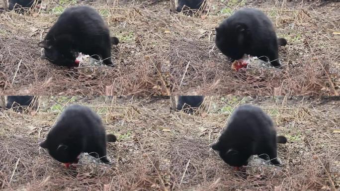 黑猫吃鱼
