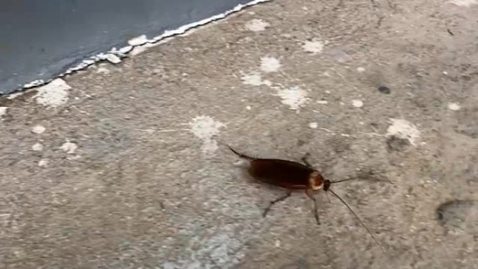 地板上的蟑螂，蟑螂。