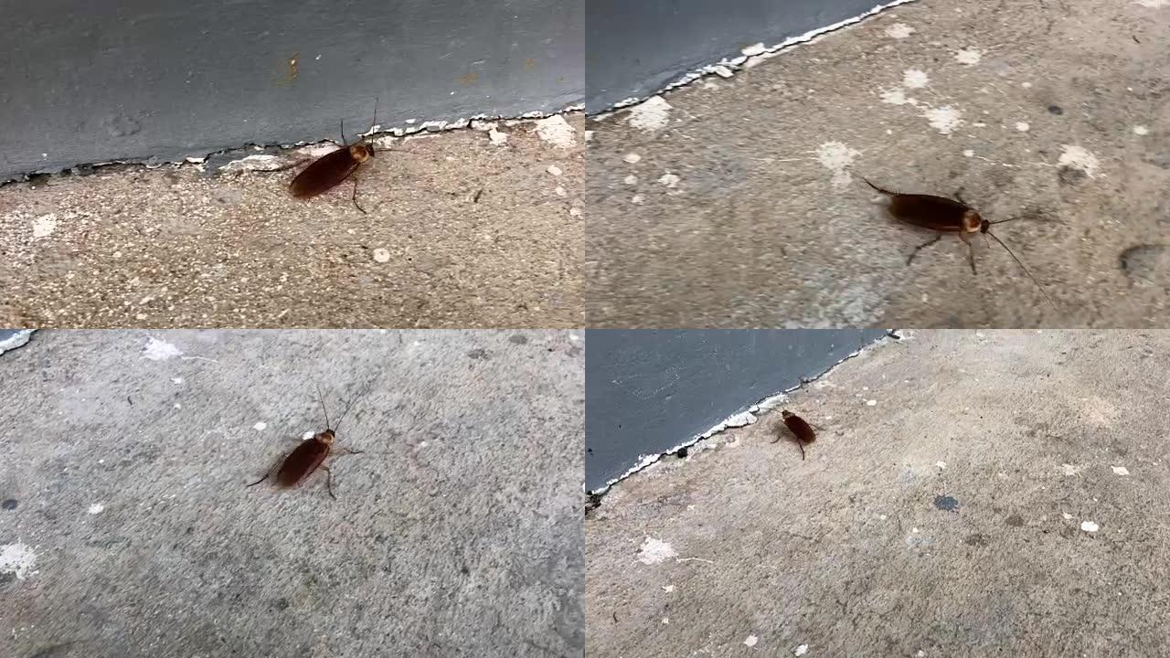 地板上的蟑螂，蟑螂。