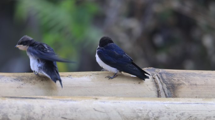 中国新物种线尾燕幼鸟特写镜头