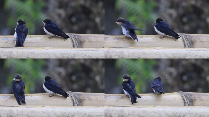 中国新物种线尾燕幼鸟特写镜头