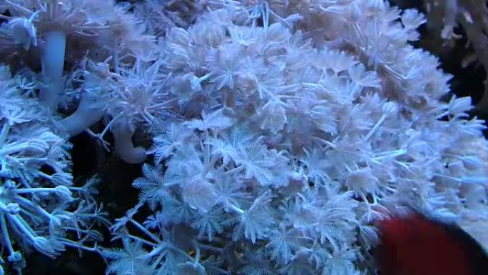 Coral reef, Underwater life,