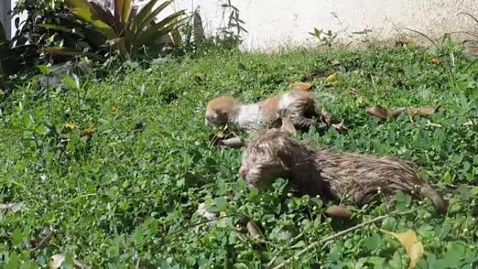 非常小的垂死的新生两只小猫在户外草地上挨饿，被母猫遗弃