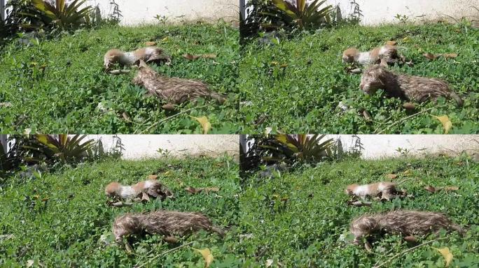 非常小的垂死的新生两只小猫在户外草地上挨饿，被母猫遗弃