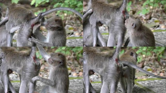 猴子在巴厘岛乌布的猴子森林里看着另一只猴子的屁股。之后，它躺在地板上。
