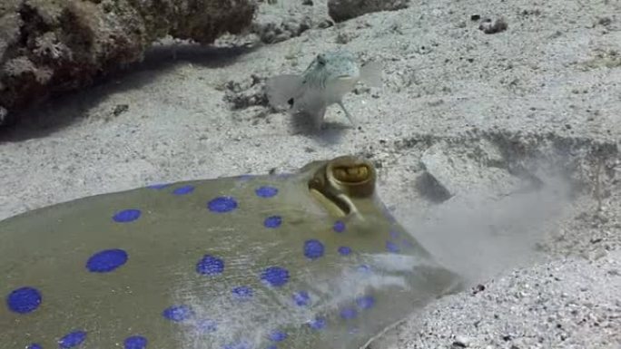 有趣的鱼观看埋在海沙中的蓝底黄貂鱼。