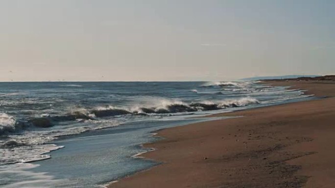 海水的沙质海岸。波浪白色泡沫，海鸥飞过