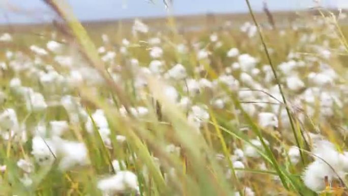 绒毛和草的绿色背景。视频。乡村夏季野外绒毛紫罗兰花-美丽的自然植物