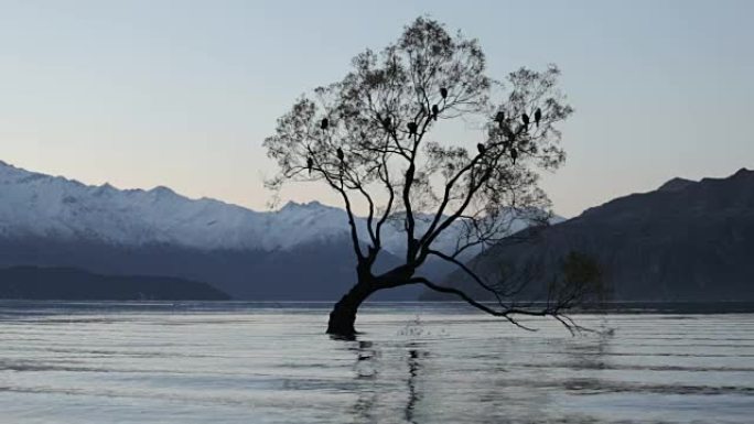 Wanaka Tree, Lake Wanaka at sunset, New Zealand