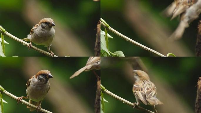 菲律宾玛雅人或欧亚树麻雀或通过人montanus perch on twig