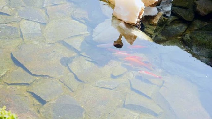 锦鲤在花园水塘游泳